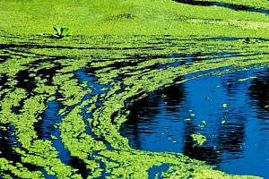 Зелёные против сине-зелёных: политехники спасают озёра с помощью микроводорослей
