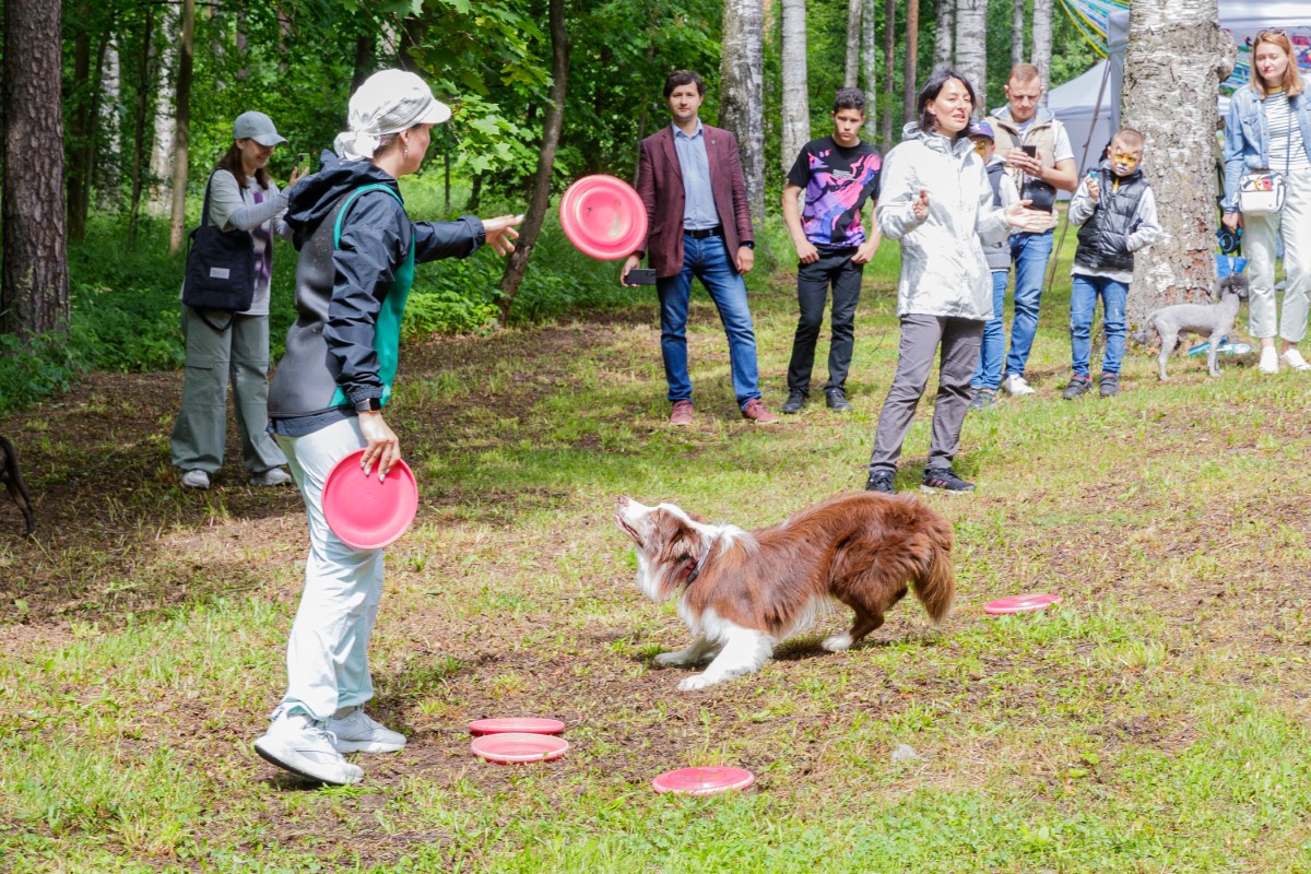 Школа дрессировки CleverDog Школа дрессировки CleverDog