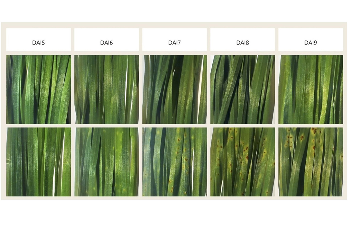 Визуализация прогрессирования заболевания, показывающая изменение видимых симптомов стеблевой ржавчины в зависимости от количества дней после заражения. Верхний ряд показывает контрольную группу, нижний ряд — экспериментальную группу 