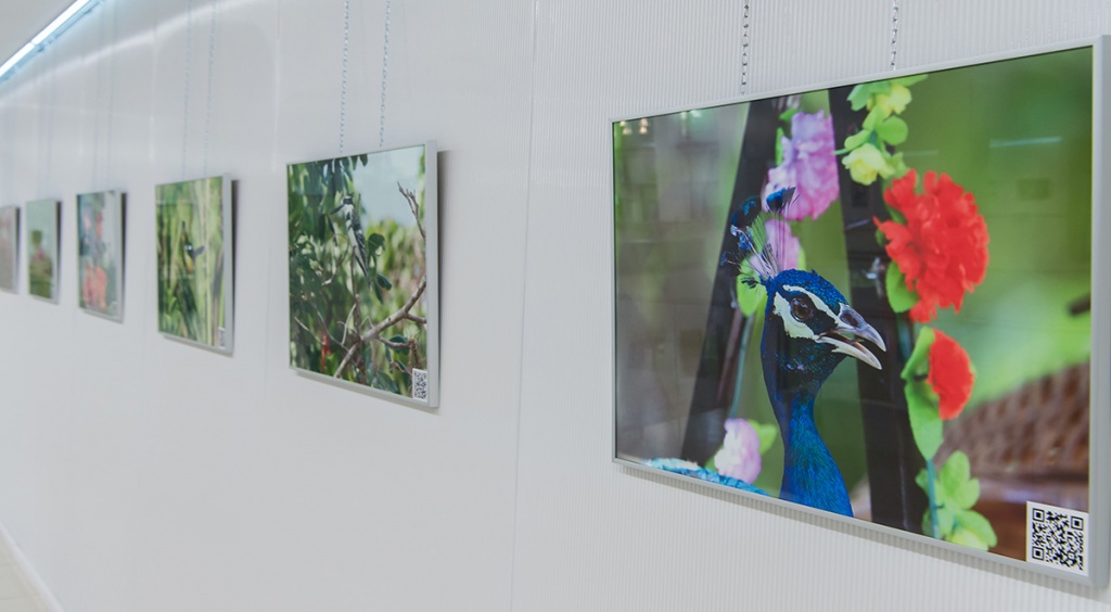 На выставке представлены фото птиц из разных уголков планеты 