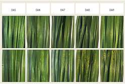 В Политехе создали методику диагностики болезней сельхозрастений