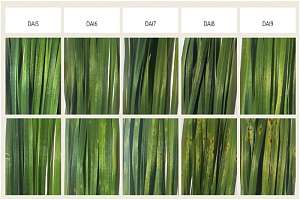 В Политехе создали методику диагностики болезней сельхозрастений