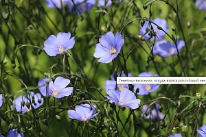 Генетики  СПбПУ выяснили, откуда взялся российский лен